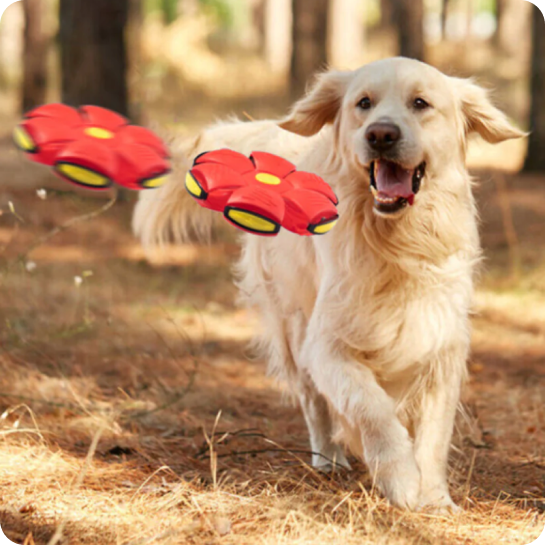 Flying Saucer Ball Dog Toy