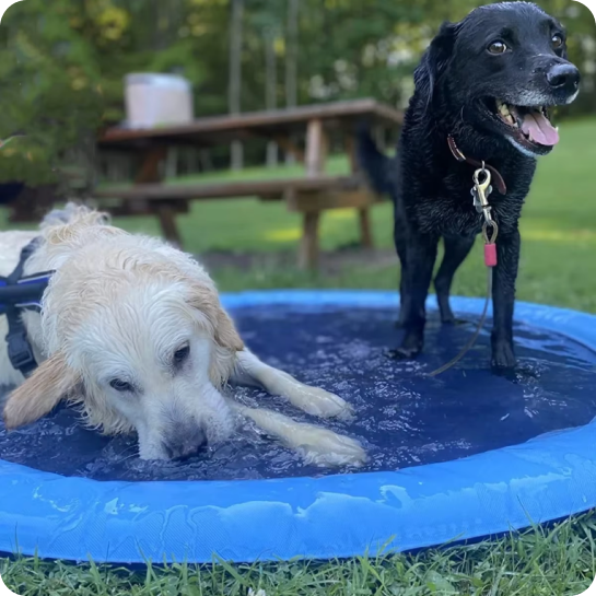 Dog Sprinkler Mat