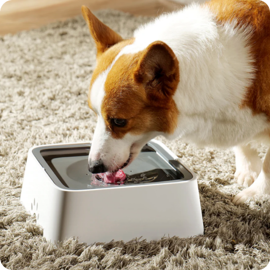 Anti-splash Water Bowl