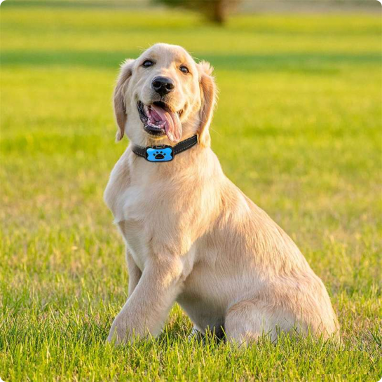 Painless Anti-Bark Collar